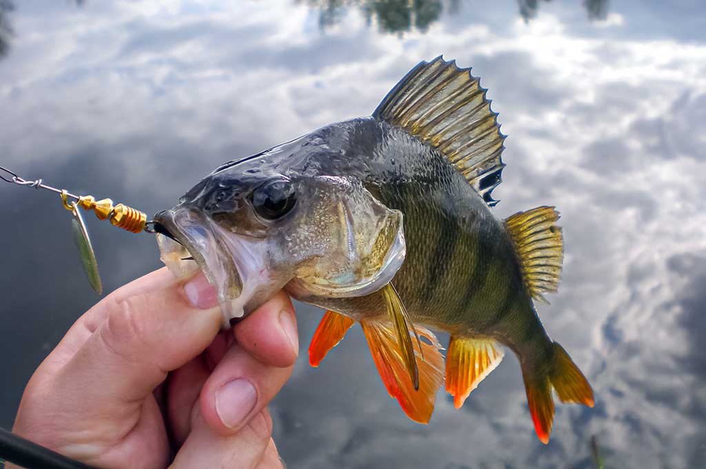 Mepps – tai žvejybinė klasika 2 Mepps – tai žvejybinė klasika 2