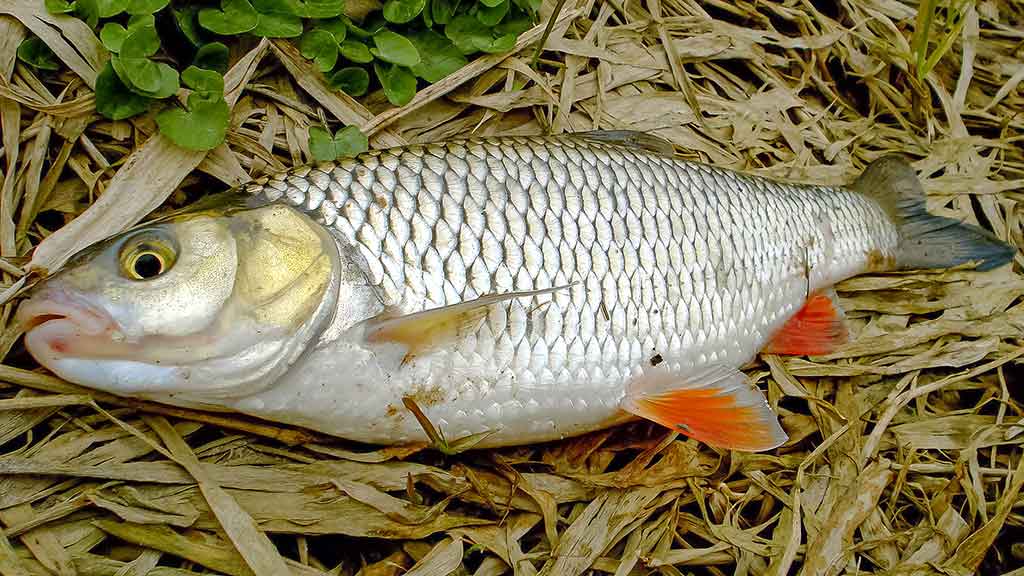 Spiningavimas topvoteriais. Ketvirta dalis Spiningavimas topvoteriais. Ketvirta dalis