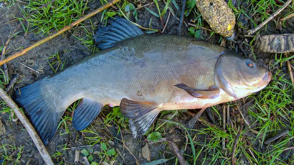 „Balta“ žuvis juodą naktį. Antra dalis „Balta“ žuvis juodą naktį. Antra dalis