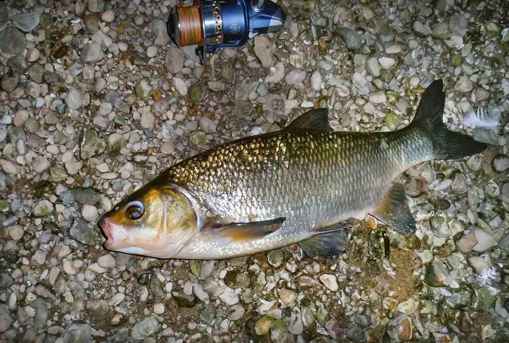 Plėšrūnai naktį nemiega. Antra dalis Plėšrūnai naktį nemiega. Antra dalis