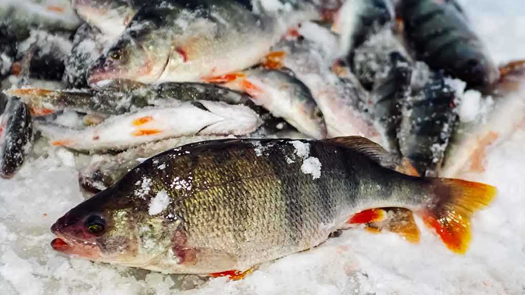 Kaip „pasikinkyti“ ožką Kaip „pasikinkyti“ ožką