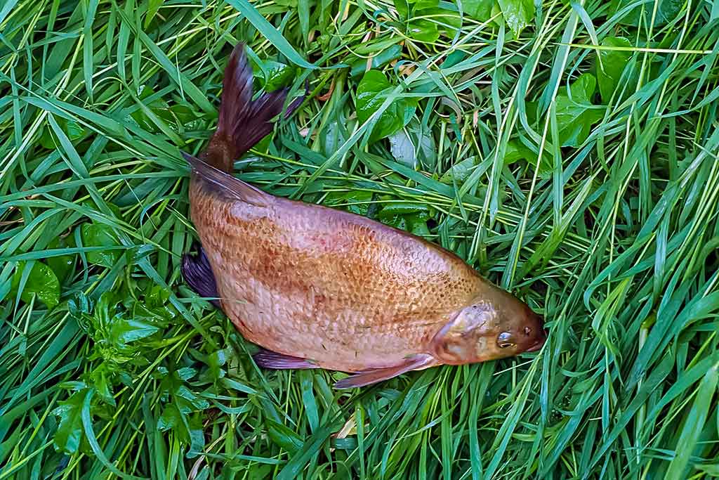 Išgyventi iki vakaro Išgyventi iki vakaro