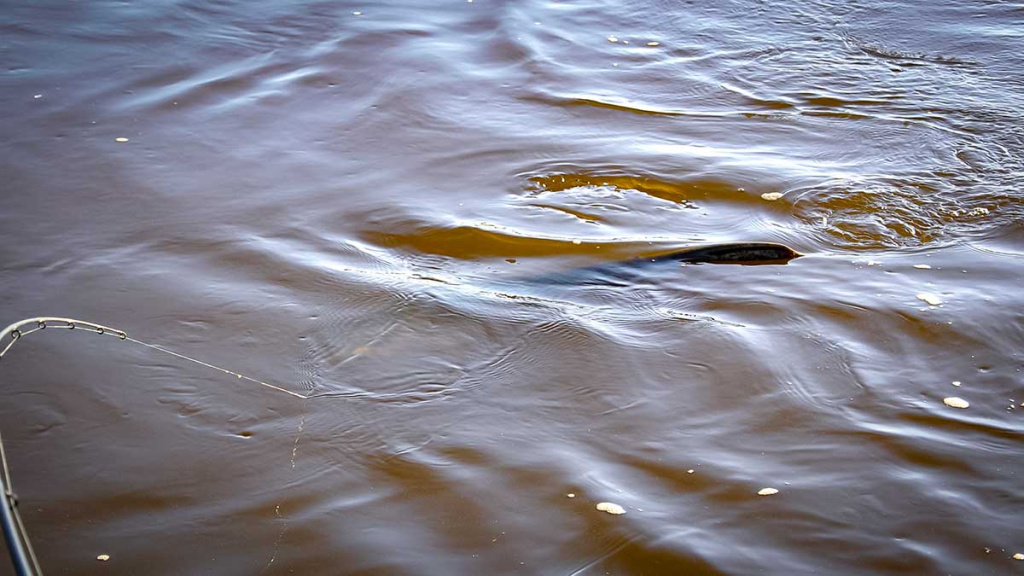 Penkių kilometrų maratonas pakui šamą Penkių kilometrų maratonas pakui šamą