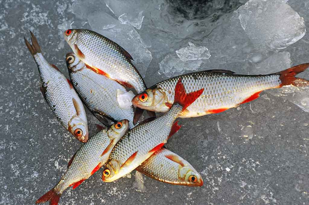 Kaip pagauti kuoją?