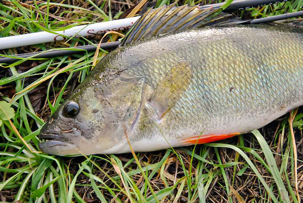 Kaip pagauti ešerį? Kaip pagauti ešerį?