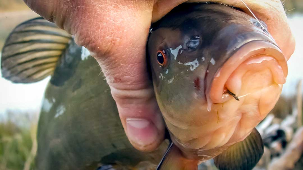 Kaip išsirinkti pavadėlį Kaip išsirinkti pavadėlį