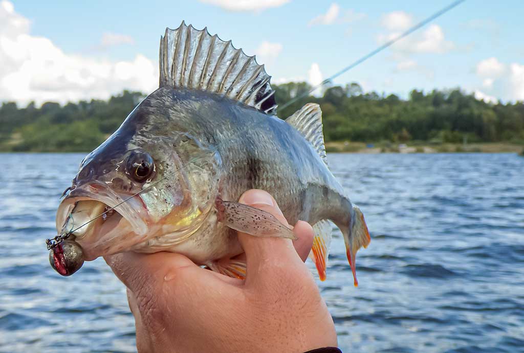 Jaukinimas spiningaujant. Antra dalis Jaukinimas spiningaujant. Antra dalis