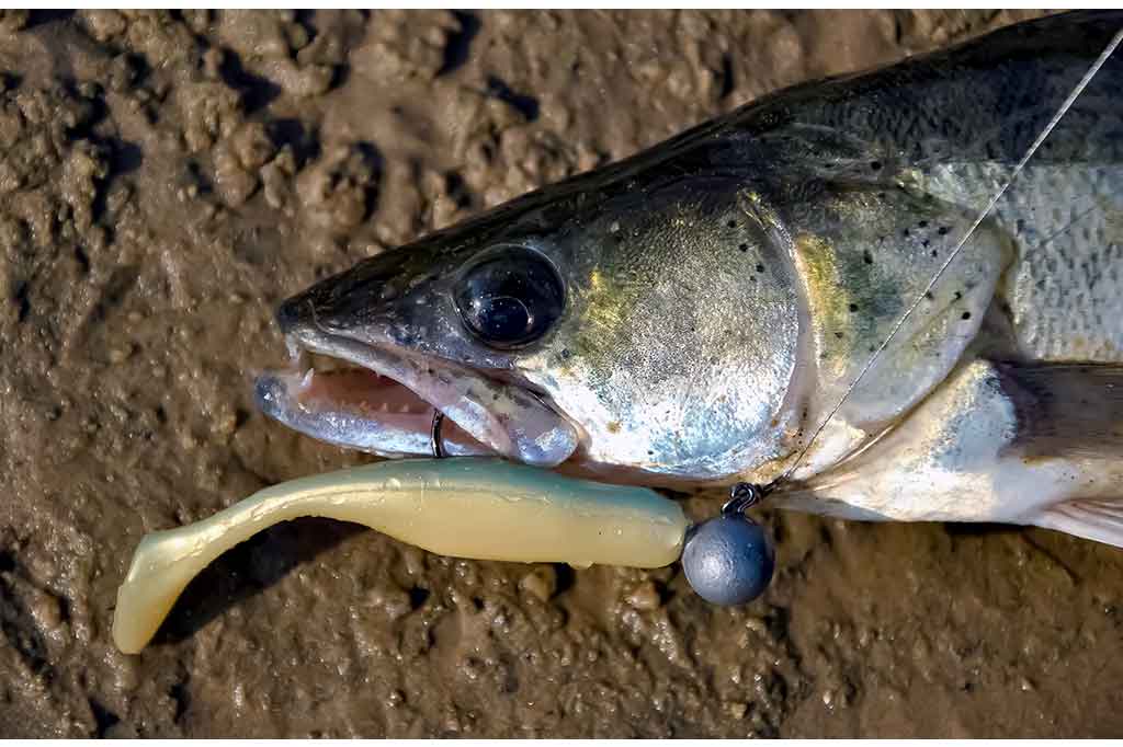 Silikoninių masalų dažymas Silikoninių masalų dažymas