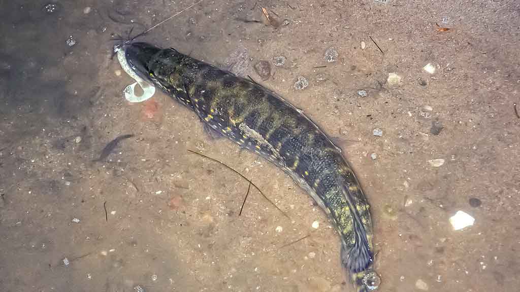 Tvisteris – ne toks paprastas, kaip atrodo Tvisteris – ne toks paprastas, kaip atrodo