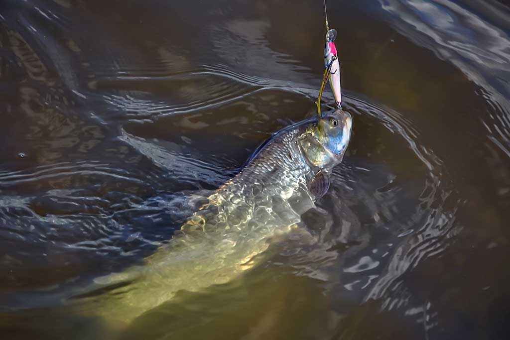 Salačiai ir vobleriai: masalų – daug, o gerų – tik keletas