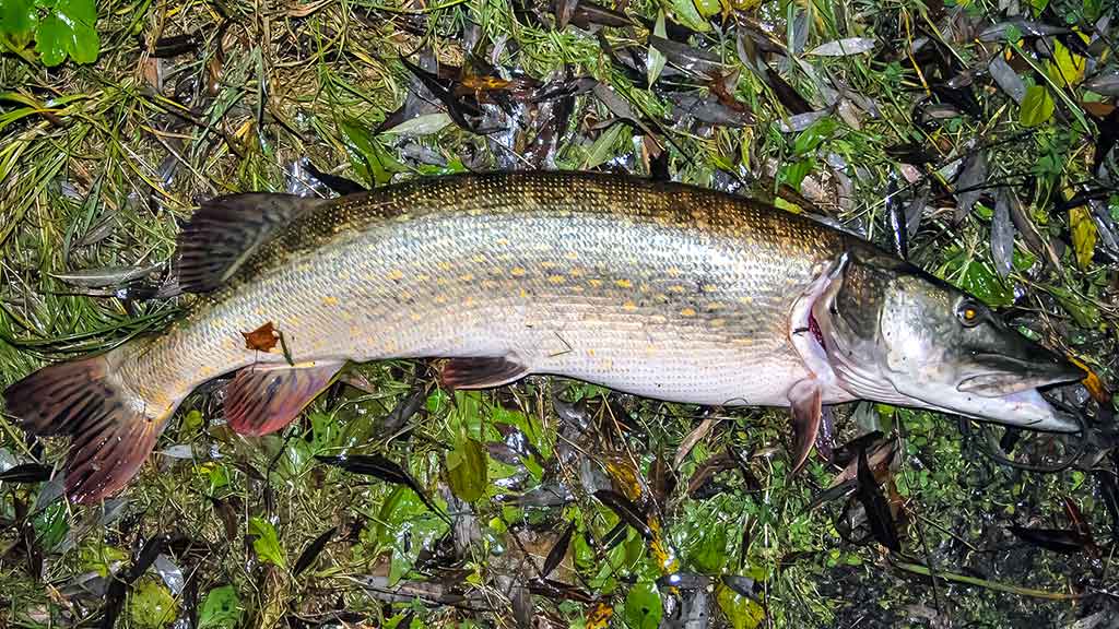 Tandemas – du metaliniai viliokliai Tandemas – du metaliniai viliokliai