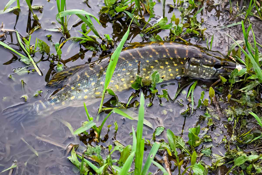Nepailstanti žuvų viliotoja. 1 dalis