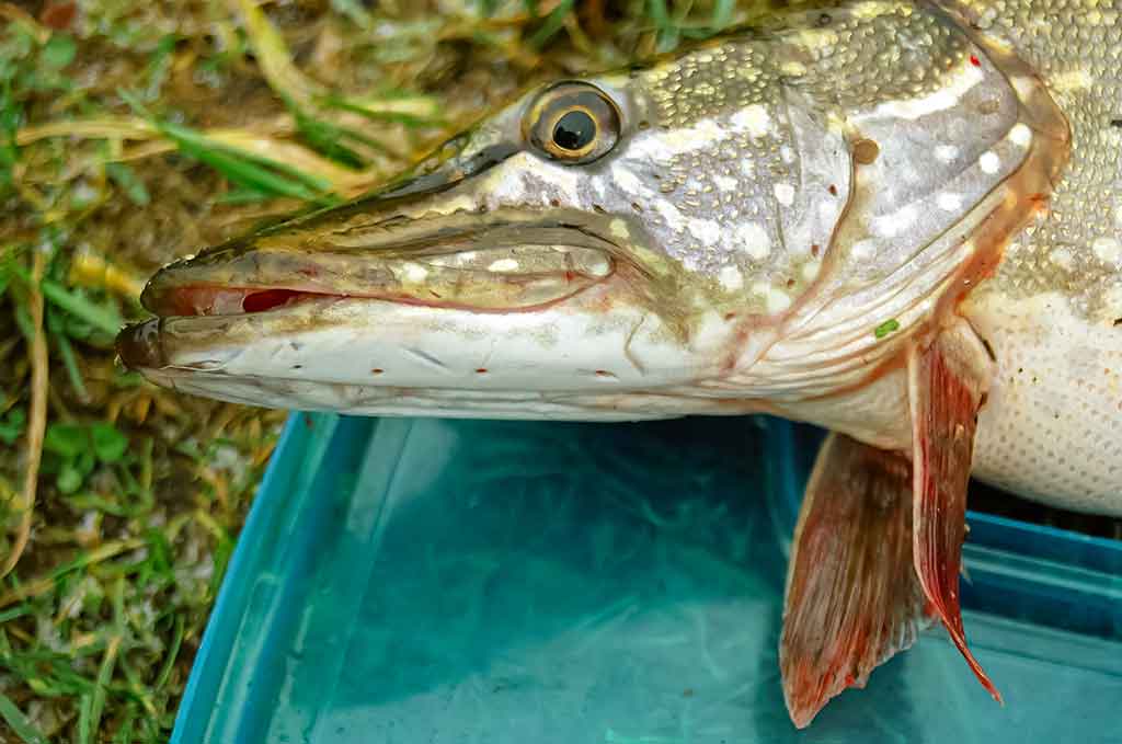 Dviejų uodegėlių fenomenas. Pirma dalis Dviejų uodegėlių fenomenas. Pirma dalis