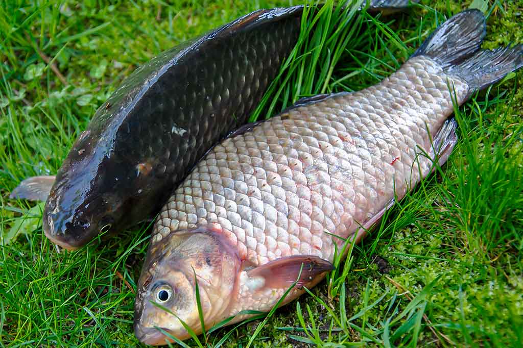 Iš žolių tankynės. Antra dalis Iš žolių tankynės. Antra dalis