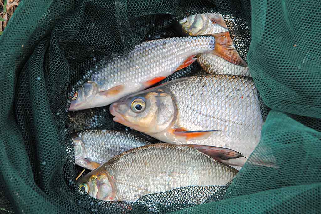 Rėvose su plūdine Rėvose su plūdine