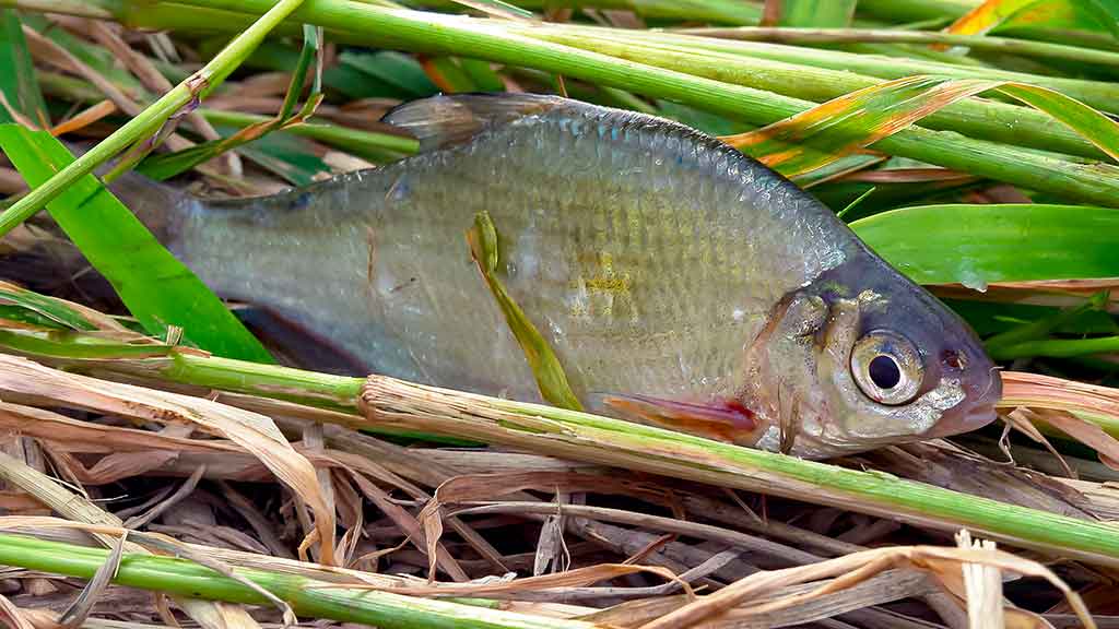 Primirštas geras masalas. Antra dalis Primirštas geras masalas. Antra dalis