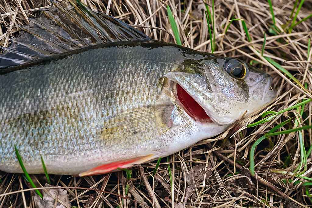 Kaip pagauti ešerį? Kaip pagauti ešerį?