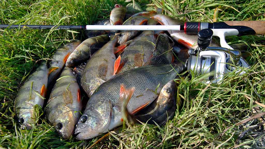 Neries ešerio gaudymas