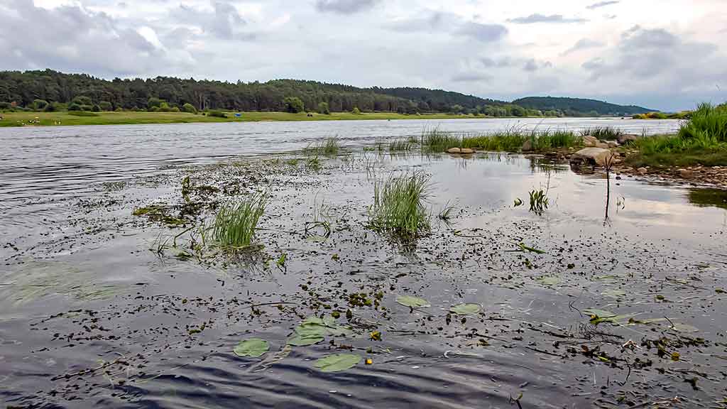 Kaip suvilioti žolėse tūnančią lydeką Kaip suvilioti žolėse tūnančią lydeką