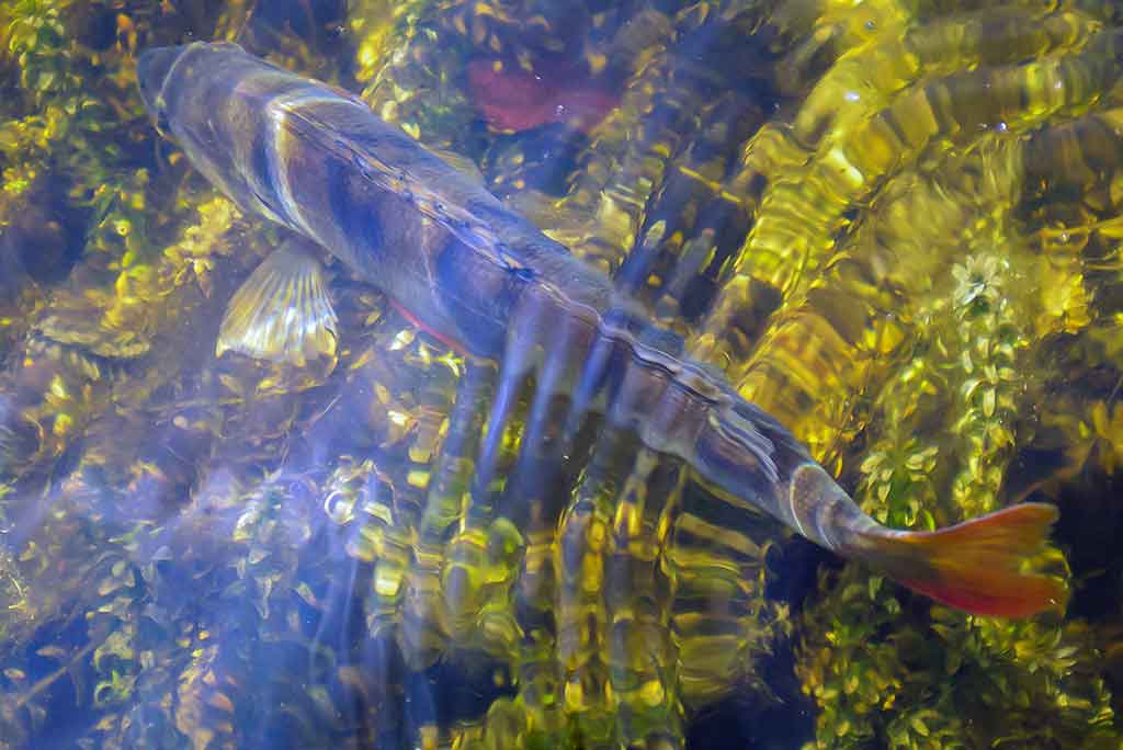 Ešerių gaudymas poperiais Ešerių gaudymas poperiais