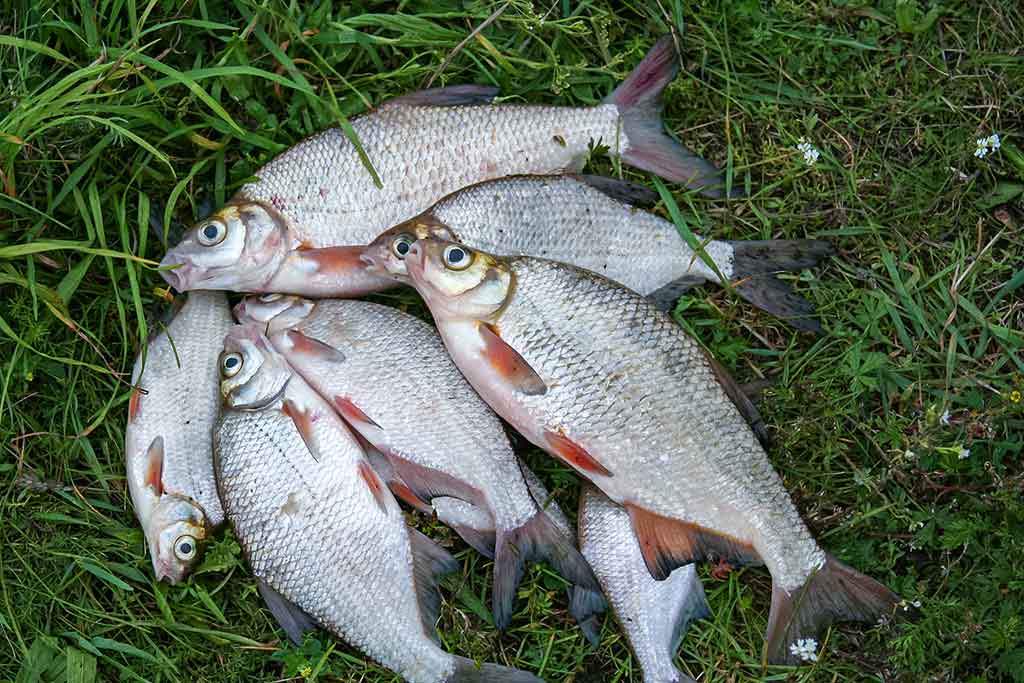 Reabilituokime plūdinę upėse. Pirma dalis Reabilituokime plūdinę upėse. Pirma dalis