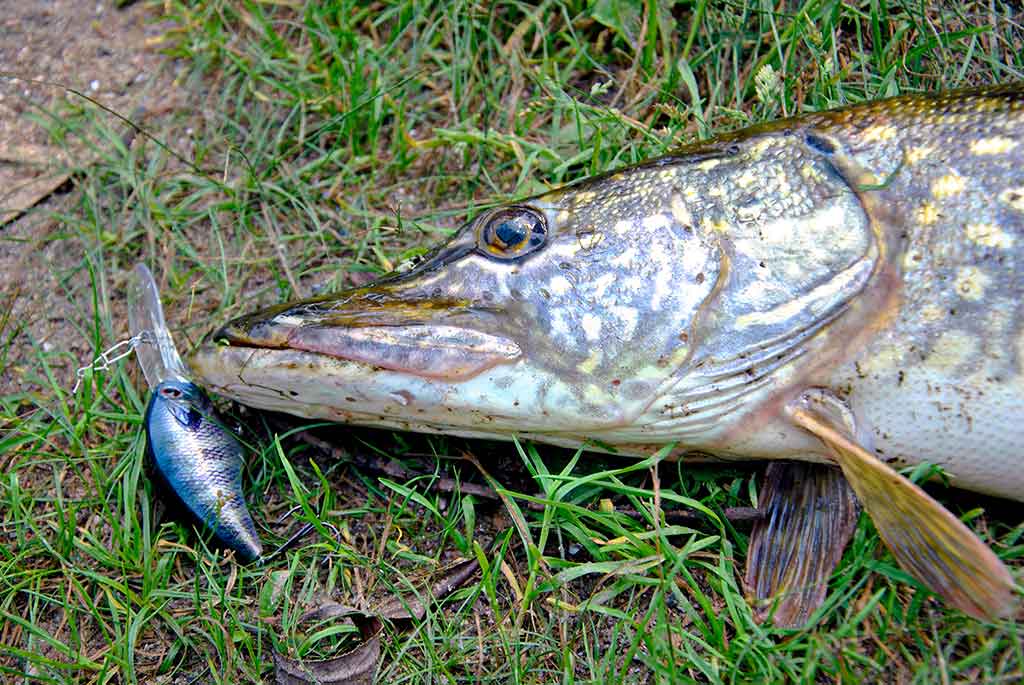 Palydekaukim... Antra dalis