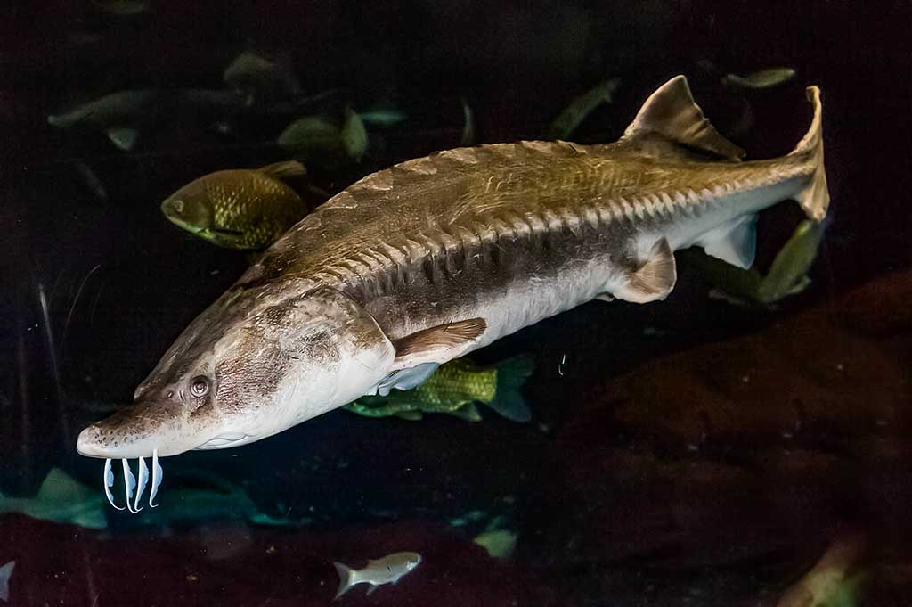 Didysis eršketas (Huso huso)