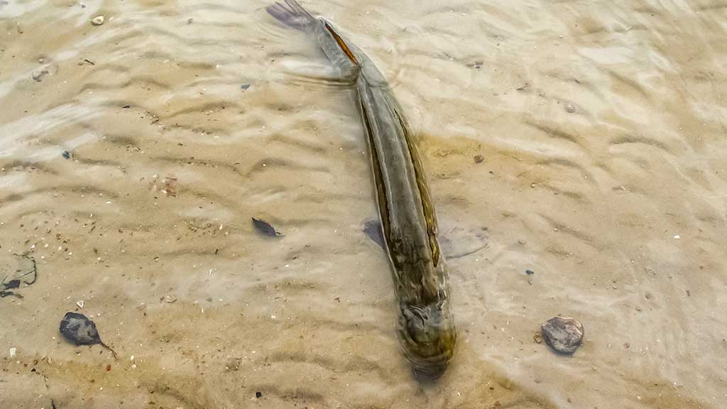 Vieną rudenį prie Nemuno dambų