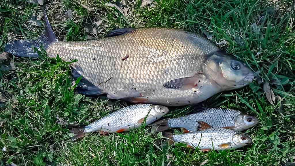 Vidurvasario karšiai. Žūklės taktika ir kibimo tvarkaraštis Vidurvasario karšiai. Žūklės taktika ir kibimo tvarkaraštis