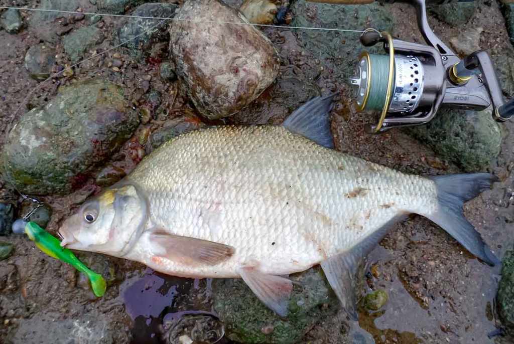 Jei žiemą nori sėkmingai pažvejoti, keliauk į miesto centrą. Pirma dalis Jei žiemą nori sėkmingai pažvejoti, keliauk į miesto centrą. Pirma dalis