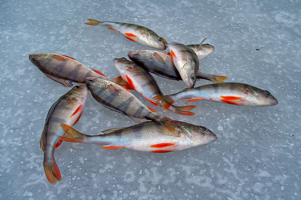 Ant pirmledžio su blizgu