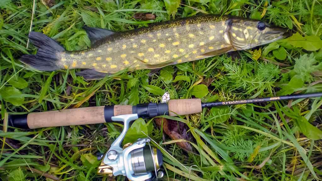 Sukis, lapeli, sukis... Apie lydekas, šapalus ir meknes