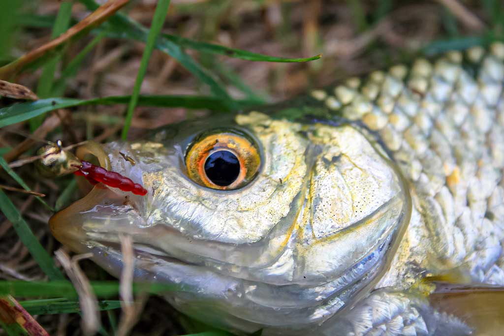 Žiemos gudrybes prisiminus. Pirma dalis