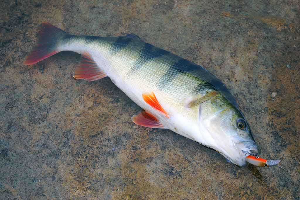 Vobleris po mikroskopu – liežuvis ir kilpa. Antra dalis