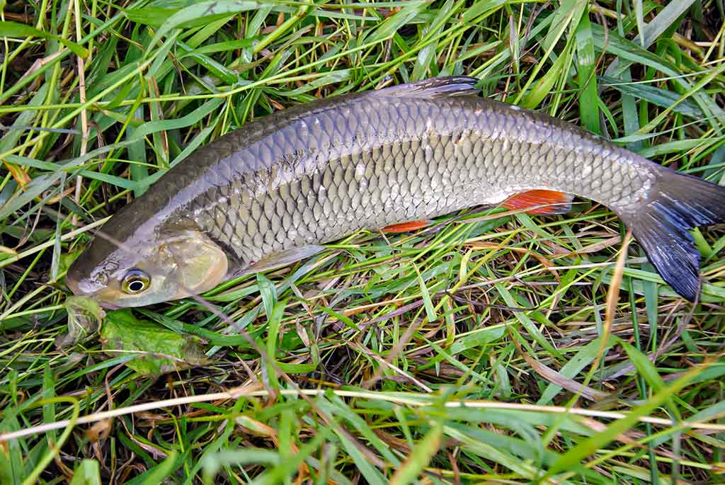 Kaip pagauti ešerį? Kaip pagauti ešerį?