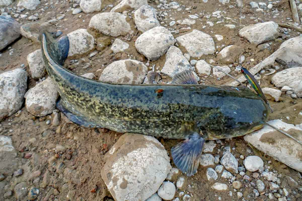 Ar sunku įsisavinti tvičingą? Pavadėliai ir cast tipo įranga Ar sunku įsisavinti tvičingą? Pavadėliai ir cast tipo įranga