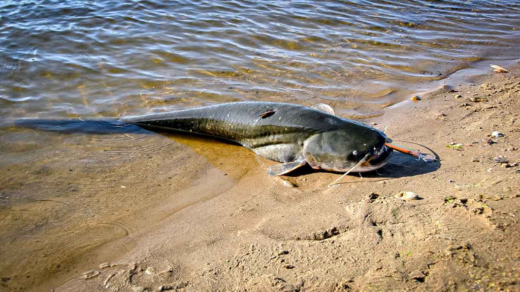 Penkių kilometrų maratonas pakui šamą Penkių kilometrų maratonas pakui šamą