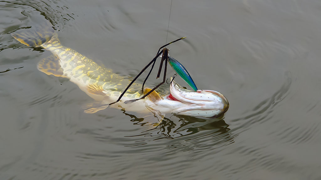 Sprunkančios žuvelės iliuzija Sprunkančios žuvelės iliuzija