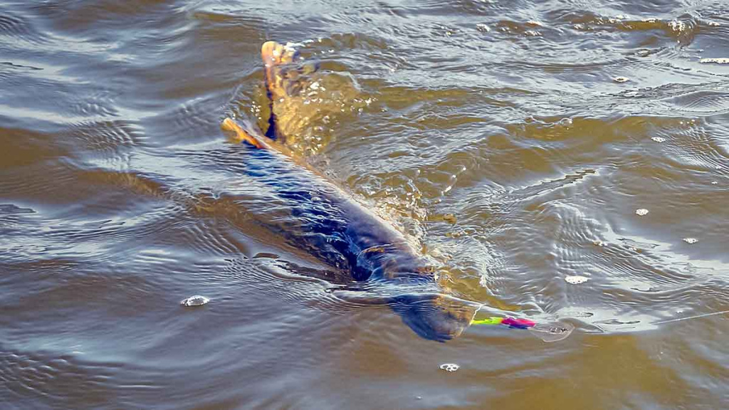Seni metodai, seni masalai, bet lydekos didelės kaip ir kadaise