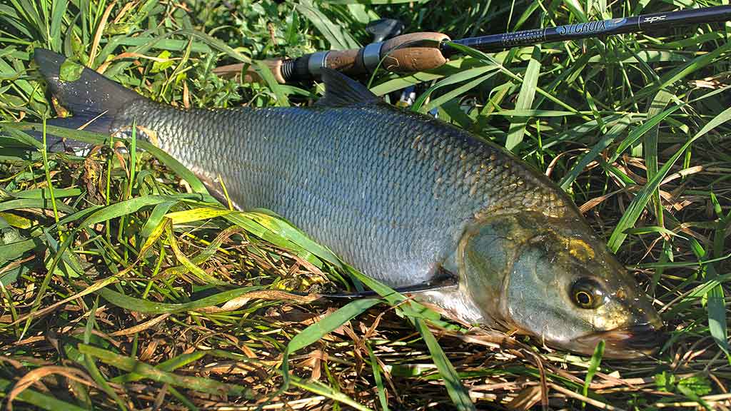 Spiningavimas topvoteriais. Ketvirta dalis Spiningavimas topvoteriais. Ketvirta dalis