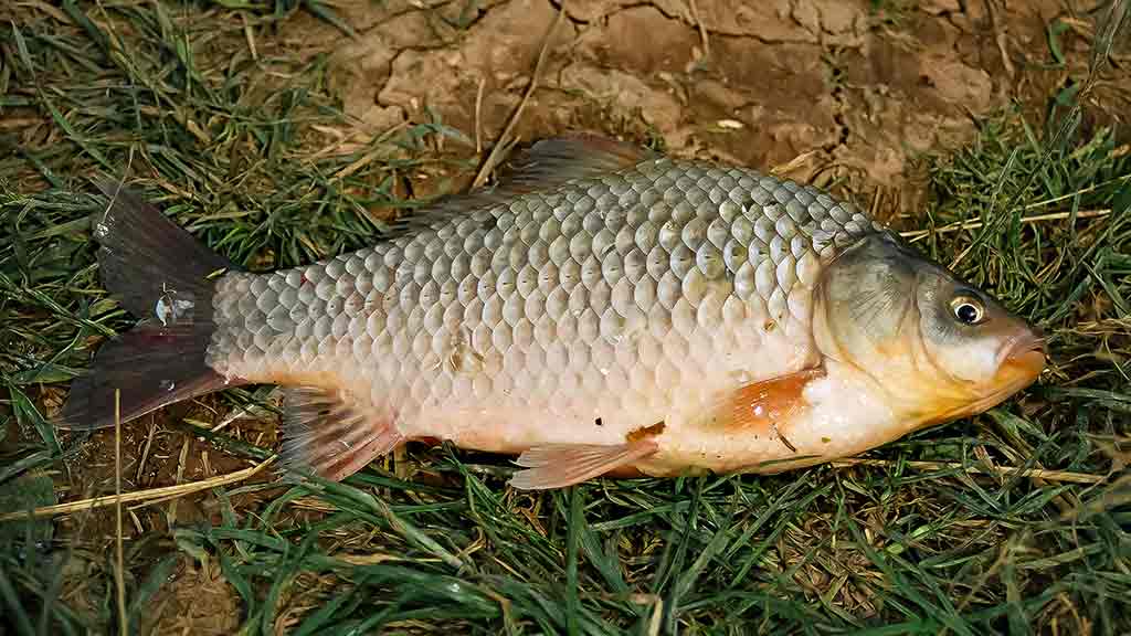 Balų valdovo kaprizai. Pirma dalis Balų valdovo kaprizai. Pirma dalis