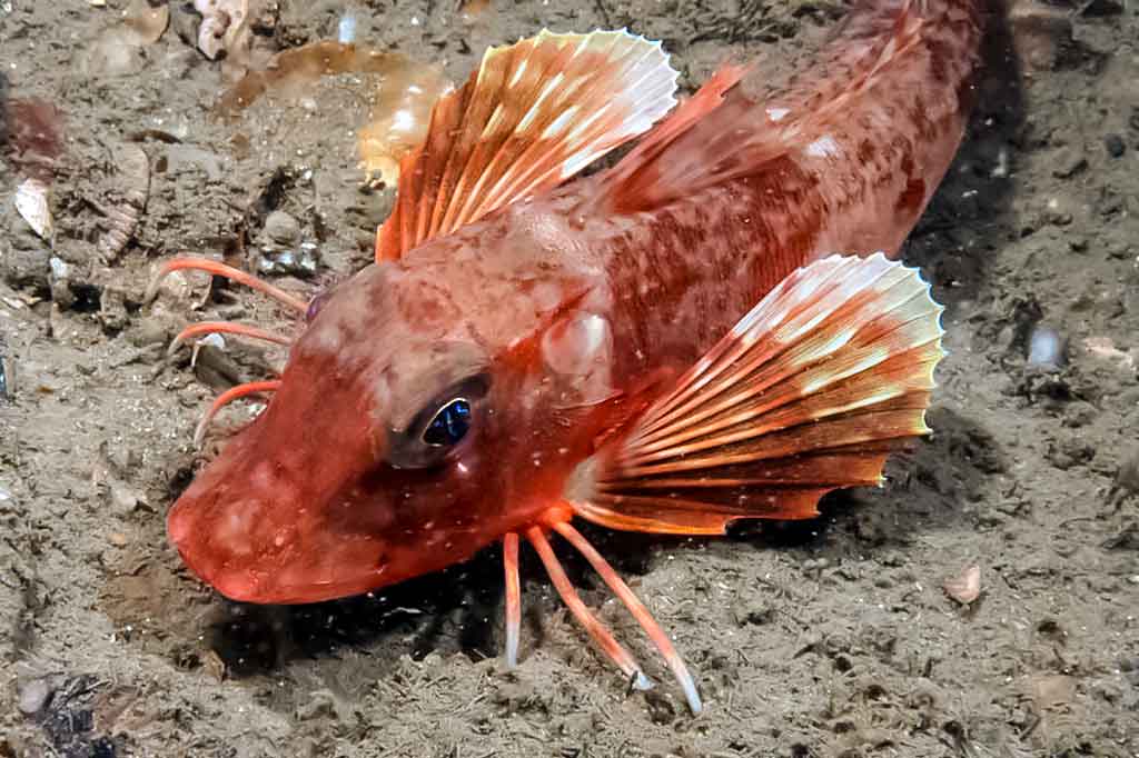 Raudonasis jūrgaidis - Chelidonichthys cuculus