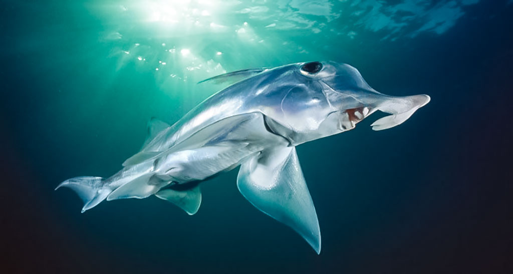 Dramblinis ryklys - Callorhincus milii