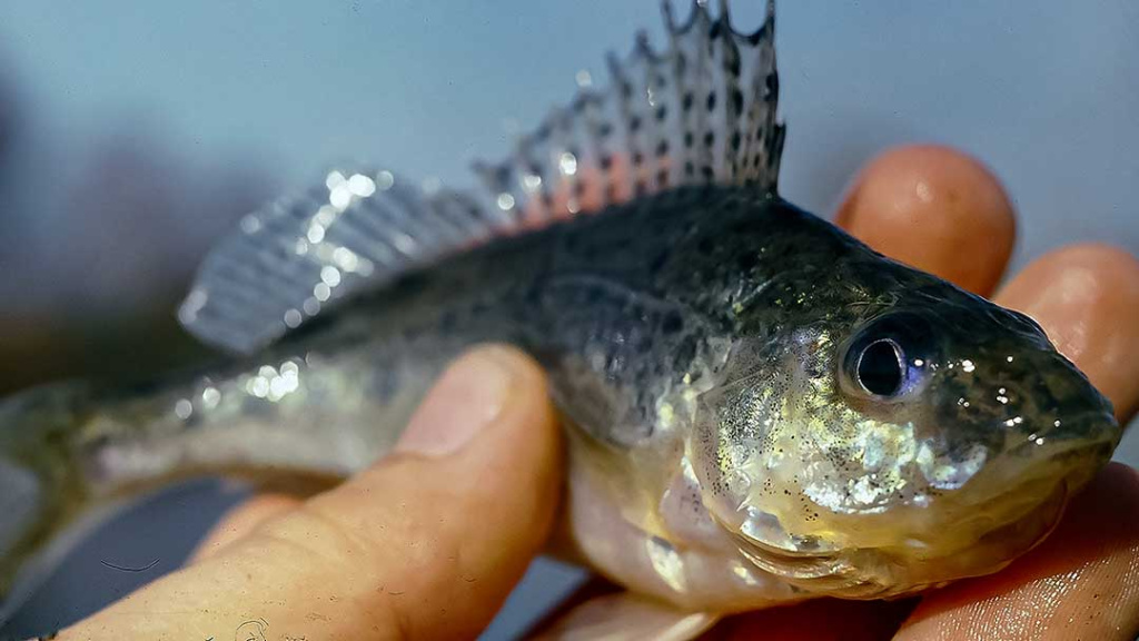 Avižadrėbis ir senas karšių gaudymas spiningu