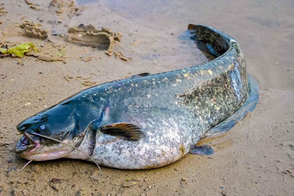 Senelio blizgės ir šamo medžioklė. Pirma dalis