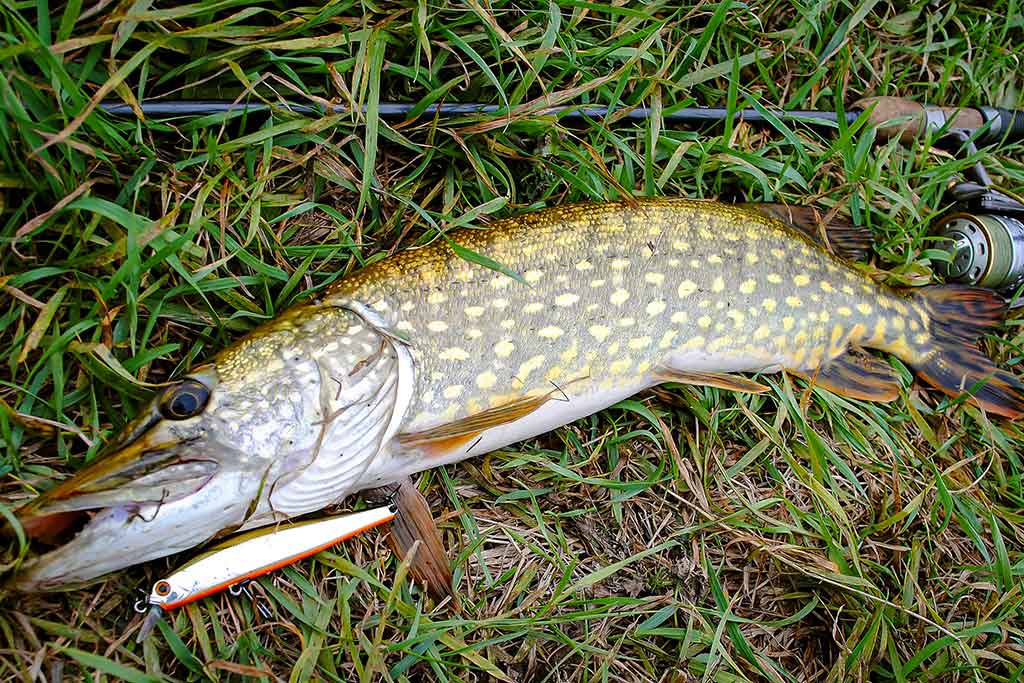 Palydekaukim... Pirma dalis Palydekaukim... Pirma dalis