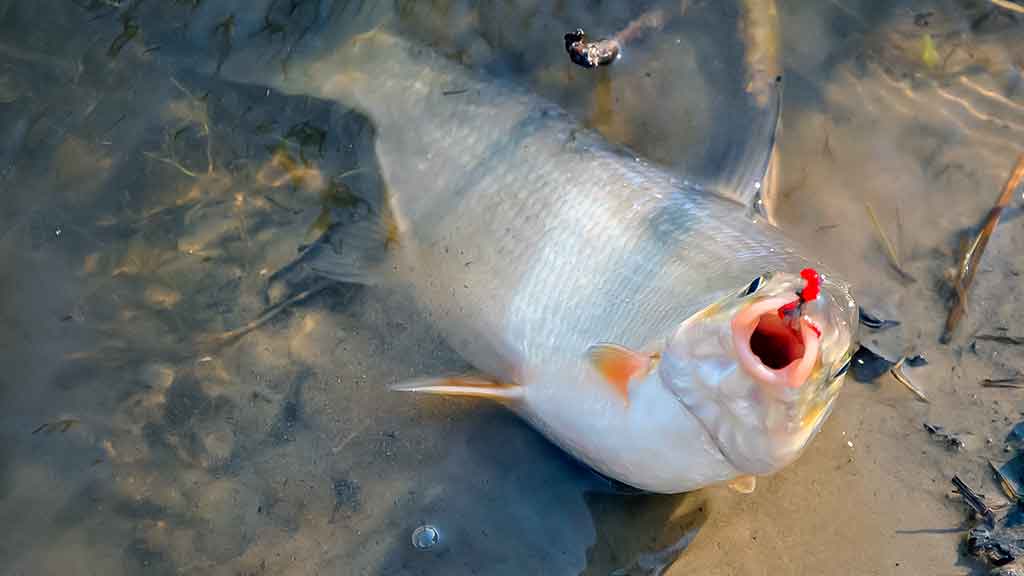Išgyventi iki vakaro. Antra dalis Išgyventi iki vakaro. Antra dalis