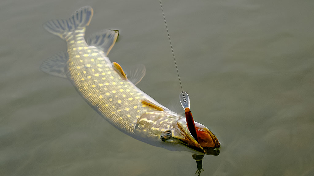 Mitai apie žiemos lydekas ir tiesa apie spiningus Mitai apie žiemos lydekas ir tiesa apie spiningus
