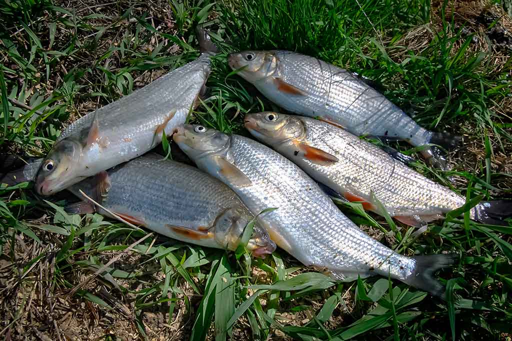 Žūklės įranga ne pagal paskirtį Žūklės įranga ne pagal paskirtį