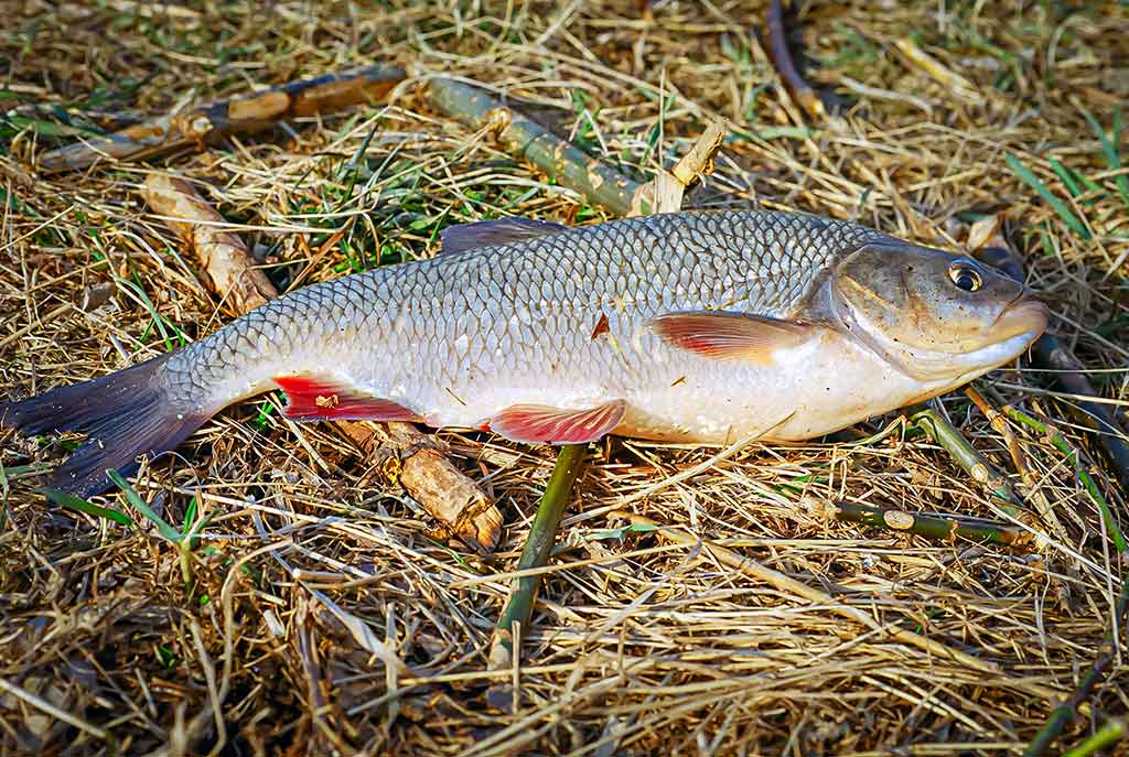 Didelė mažų svarelių reikšmė. Ketvirta dalis Didelė mažų svarelių reikšmė. Ketvirta dalis